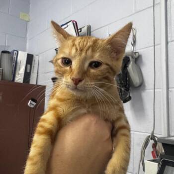 Light 28542 -  Domestic Short Hair Cat for Adoption in Middleburg, Florida - Light 28542 | PetCurious