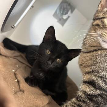 Kiwi -  Domestic Short Hair Cat for Adoption in Uniontown, Pennsylvania - Kiwi | PetCurious