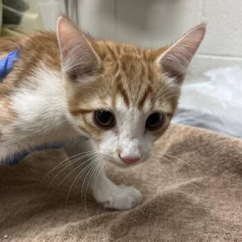 Lucas Sinclair -  Domestic Short Hair Cat for Adoption in Murray, Utah - Lucas Sinclair | PetCurious