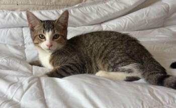 Otto -  Domestic Short Hair Cat for Adoption in Sainte-martine, Quebec - Otto | PetCurious