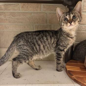Brunch -  Domestic Short Hair Cat for Adoption in Davenport, Iowa - Brunch | PetCurious