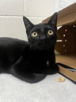 Luigi -  Domestic Short Hair Cat for Adoption in Santa Rosa, California - Luigi | PetCurious