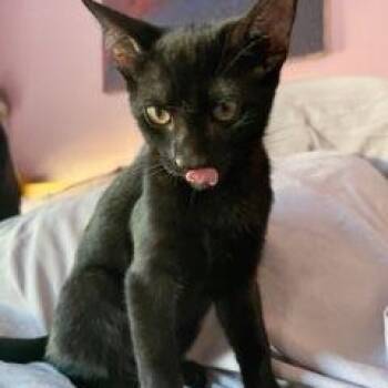 Rescue Domestic Short Hair Cats for Adoption in West Orange, New Jersey - Ms. Green | PetCurious