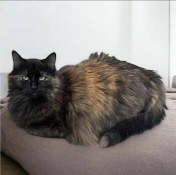 Domestic Long Hair Cats Available for Adoption in Stoughton, Wisconsin - Kimora | PetCurious