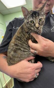 Gracie -  Tabby Cat for Adoption in Cleburne, Texas - Gracie | PetCurious
