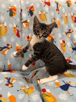 Lemon -  Domestic Short Hair Cat for Adoption in Newberg, Oregon - Lemon | PetCurious