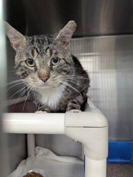 Bernard -  Domestic Short Hair Cat for Adoption in La Porte, Indiana - Bernard | PetCurious