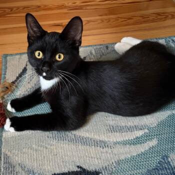 Ballsie Boo BurrPurr 56590 -  Domestic Short Hair Cat for Adoption in Eaton Rapids, Michigan - Ballsie Boo BurrPurr 56590 | PetCurious