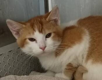 Krusty -  Domestic Short Hair Cat for Adoption in Golden, Colorado - Krusty | PetCurious