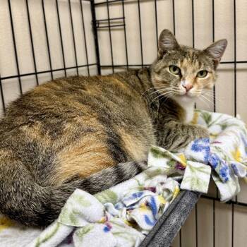 Molly -  Domestic Short Hair Cat for Adoption in Medina, Ohio - Molly | PetCurious