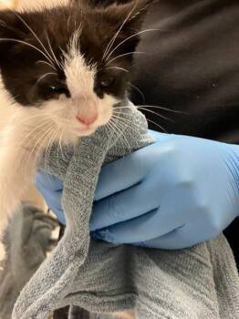 RASBERRY -  Domestic Short Hair Cat for Adoption in Long Beach, California - RASBERRY | PetCurious