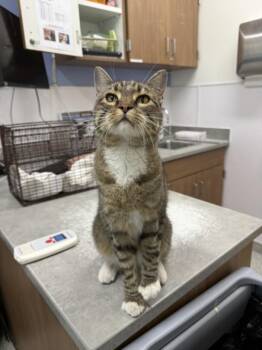 GIRL BOSS -  Domestic Short Hair Cat for Adoption in Loveland, Colorado - GIRL BOSS | PetCurious