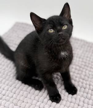 Bombay Cats Available for Adoption in Bedford Hills, New York - Vanelli Cannot Be Any Sweeter Or Cuddlier!  Sister To Milli! | PetCurious