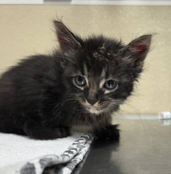 Marlin -  Domestic Medium Hair Cat for Adoption in Vancouver, Washington - Marlin | PetCurious