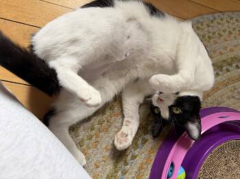 American Shorthair Cats Available for Adoption in Johnstown, New York - Mini | PetCurious