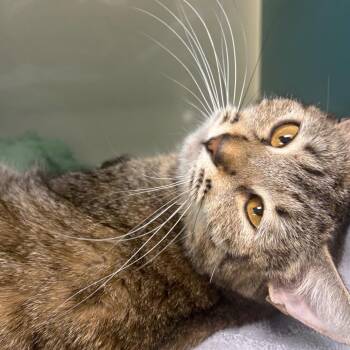 Kimchi -  Domestic Short Hair Cat for Adoption in Sunrise, Florida - Kimchi | PetCurious