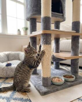 King -  American Shorthair Cat for Adoption in Union City, New Jersey - King | PetCurious