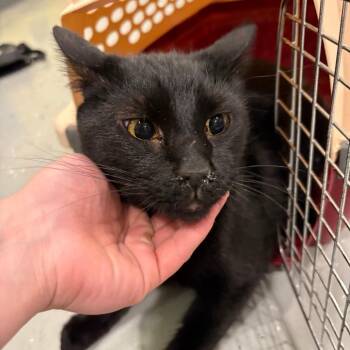 FFS-Stray-94128 -  Domestic Short Hair Cat for Adoption in West Des Moines, Iowa - FFS-Stray-94128 | PetCurious