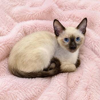 Julies Chocolate Point -  Siamese Cat for Adoption in Glendora, California - Julies Chocolate Point | PetCurious