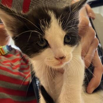 FINCH -  Domestic Short Hair Cat for Adoption in Alameda, California - FINCH | PetCurious