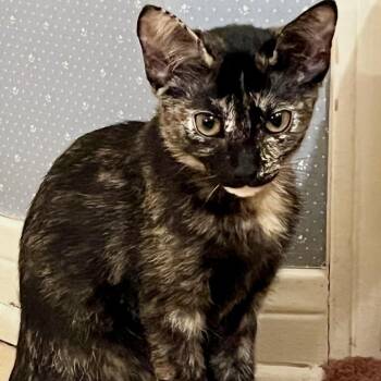 Francine -  Domestic Short Hair Cat for Adoption in Austin, Texas - Francine | PetCurious