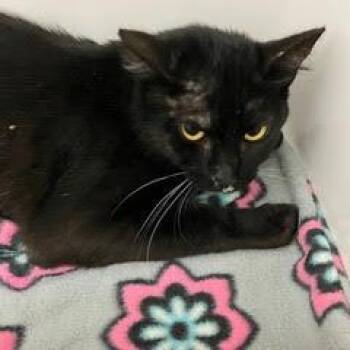 Nutrasweet -  Domestic Short Hair Cat for Adoption in Green Valley, Arizona - Nutrasweet | PetCurious