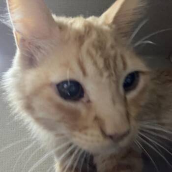 Guero -  Domestic Medium Hair Cat for Adoption in Yuma, Arizona - Guero | PetCurious