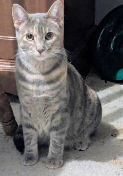Eleanor -  Domestic Short Hair Cat for Adoption in Batavia, New York - Eleanor | PetCurious