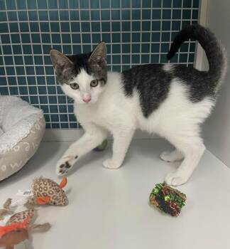 Justin -  Domestic Short Hair Cat for Adoption in El Cajon, California - Justin | PetCurious