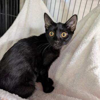 Skillet -  Domestic Short Hair Cat for Adoption in Cape Girardeau, Missouri - Skillet | PetCurious