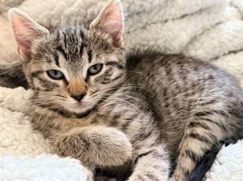 Domestic Short Hair Cats Available for Adoption in Tustin, California - PRINCESS | PetCurious