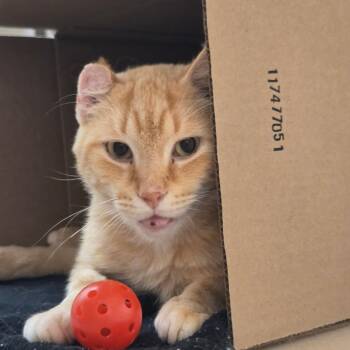 TeeKay -  Domestic Short Hair Cat for Adoption in Ballston Spa, New York - TeeKay | PetCurious