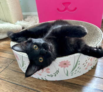 Rescue Domestic Medium Hair Cats for Adoption in Alexandria, Virginia - CS- MAXINE (In Foster) Bonded W/BUSTER | PetCurious