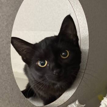 Rescue Domestic Short Hair Cats for Adoption in Lakewood, California - Midge | PetCurious