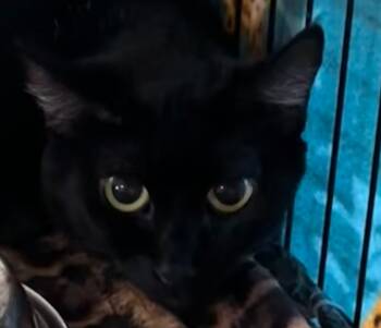 Rescue Domestic Short Hair Cats for Adoption in Elizabethton, Tennessee - BLOSSOM | PetCurious