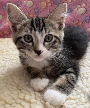 Shelby -  Domestic Short Hair Cat for Adoption in Vancouver, Washington - Shelby | PetCurious