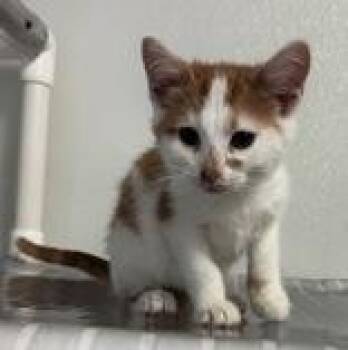 Flynn -  Domestic Short Hair Cat for Adoption in Portsmouth, Ohio - Flynn | PetCurious
