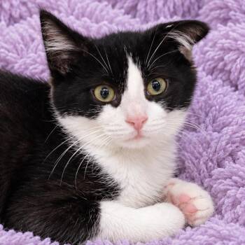 George Sanderson -  Domestic Short Hair Cat for Adoption in Quincy, Ohio - George Sanderson | PetCurious