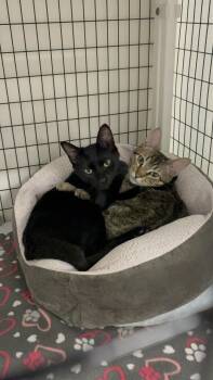 Rescue Domestic Short Hair Cats for Adoption in Kirkland, Washington - Maura & Salem | PetCurious