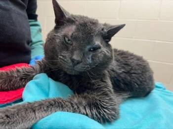 Domestic Short Hair Cats Available for Adoption in Westland, Michigan - StinkaMan | PetCurious