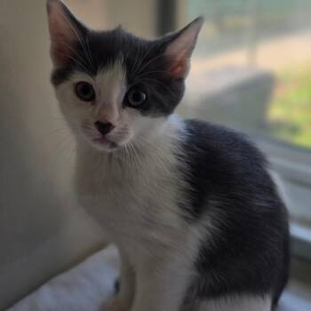 Domestic Short Hair Cats Available for Adoption in East Hanover, New Jersey - Matthew | PetCurious