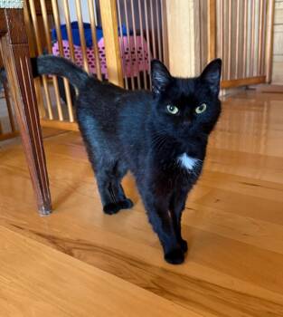 Rescue Domestic Short Hair Cats for Adoption in Buena Vista, Virginia - Miss McFlurry | PetCurious