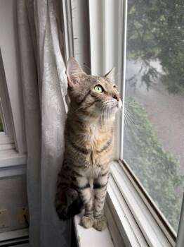 DANNY -  Domestic Short Hair Cat for Adoption in Methuen, Massachusetts - DANNY | PetCurious