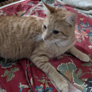Rescue Domestic Short Hair Cats for Adoption in Jacksonville, Florida - Theo=^.^= | PetCurious