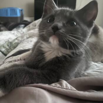 Joanne Woodward -  Domestic Short Hair Cat for Adoption in Bentonville, Arkansas - Joanne Woodward | PetCurious