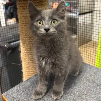 Fern -  Domestic Long Hair Cat for Adoption in Morgan Hill, California - Fern | PetCurious