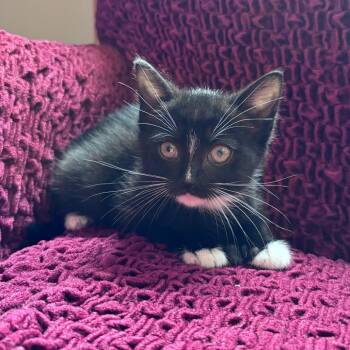 Skyler -  Domestic Short Hair Cat for Adoption in Oneonta, New York - Skyler | PetCurious