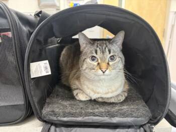 LITTLE MERLIN -  Siamese and Domestic Short Hair Cat for Adoption in Loveland, Colorado - LITTLE MERLIN | PetCurious