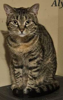 Alyse -  Domestic Short Hair and Torbie Cat for Adoption in Fountain Hill, Pennsylvania - Alyse | PetCurious
