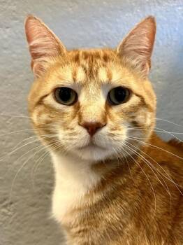 Freddie -  Domestic Short Hair Cat Available for Adoption in Wichita, Kansas - Freddie | PetCurious